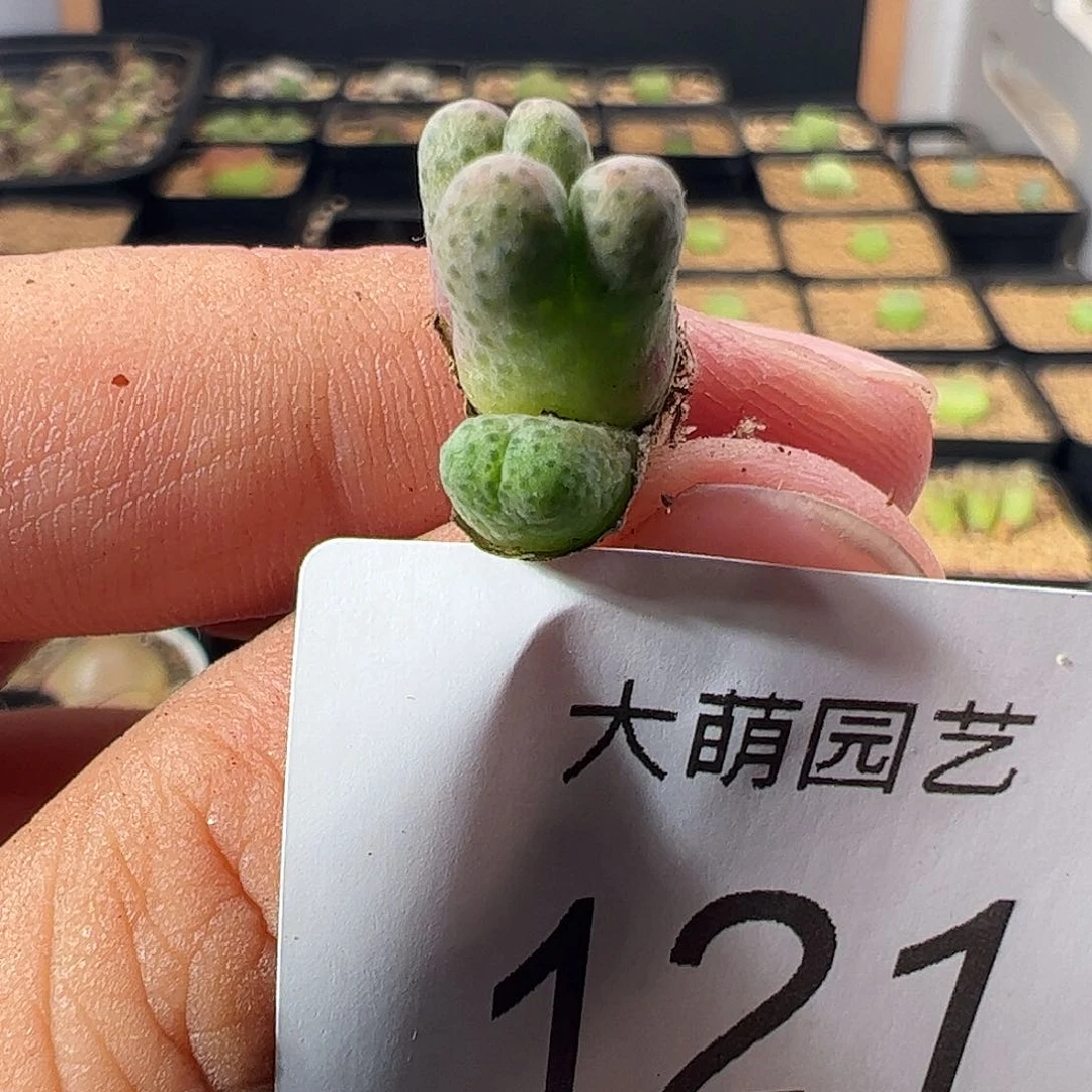 一物一拍。    121，MG1425.962红头斑马