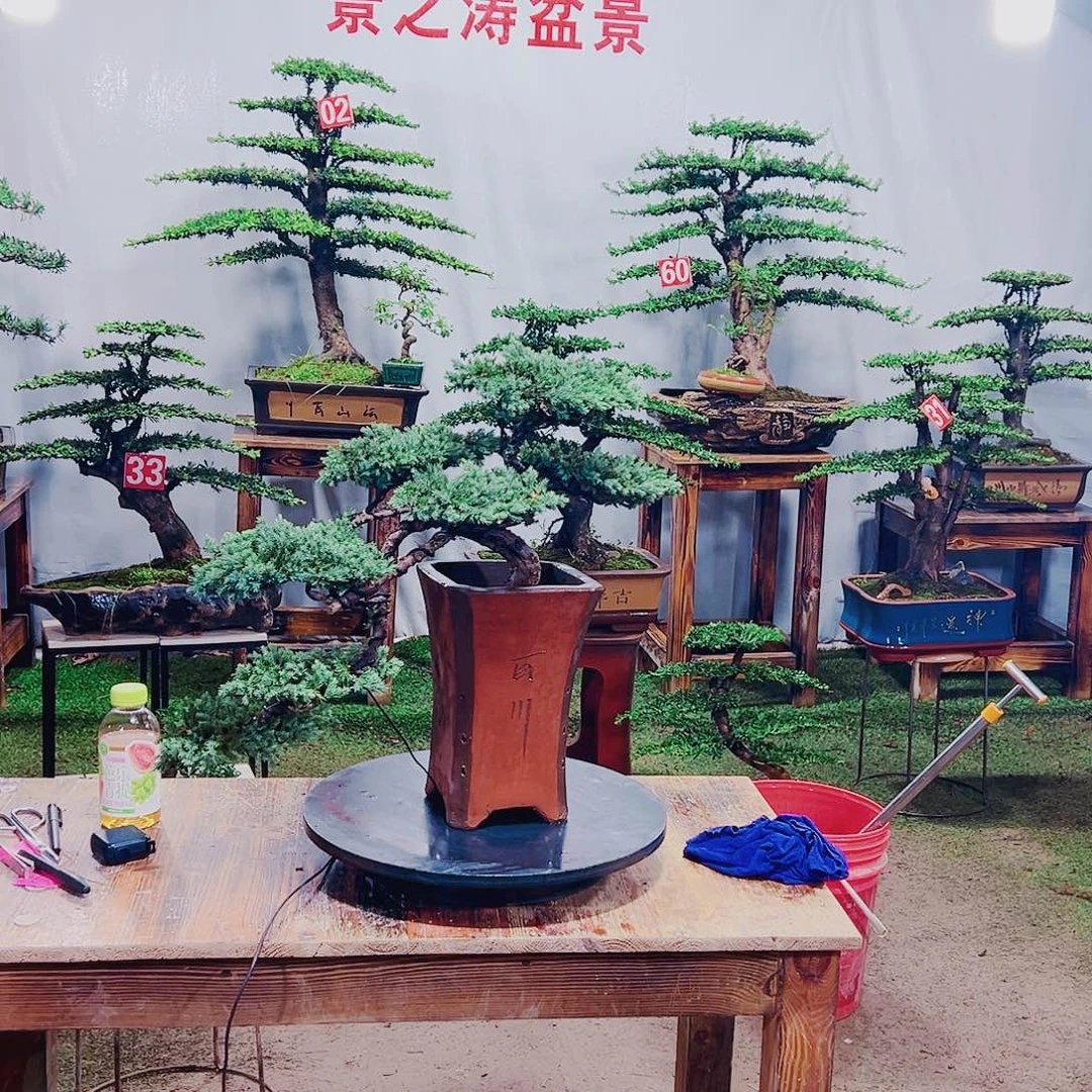 无花朵原生桩珍珠柏树盆景