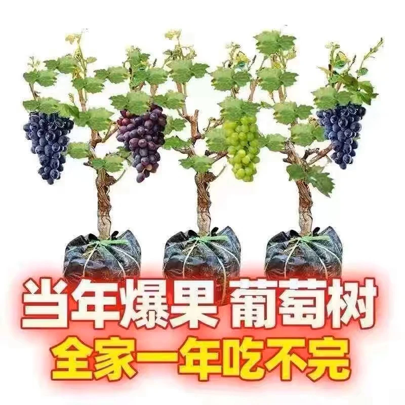 曼花卿精品葡萄树带盆带土南北方水果种植当年结果一物一拍