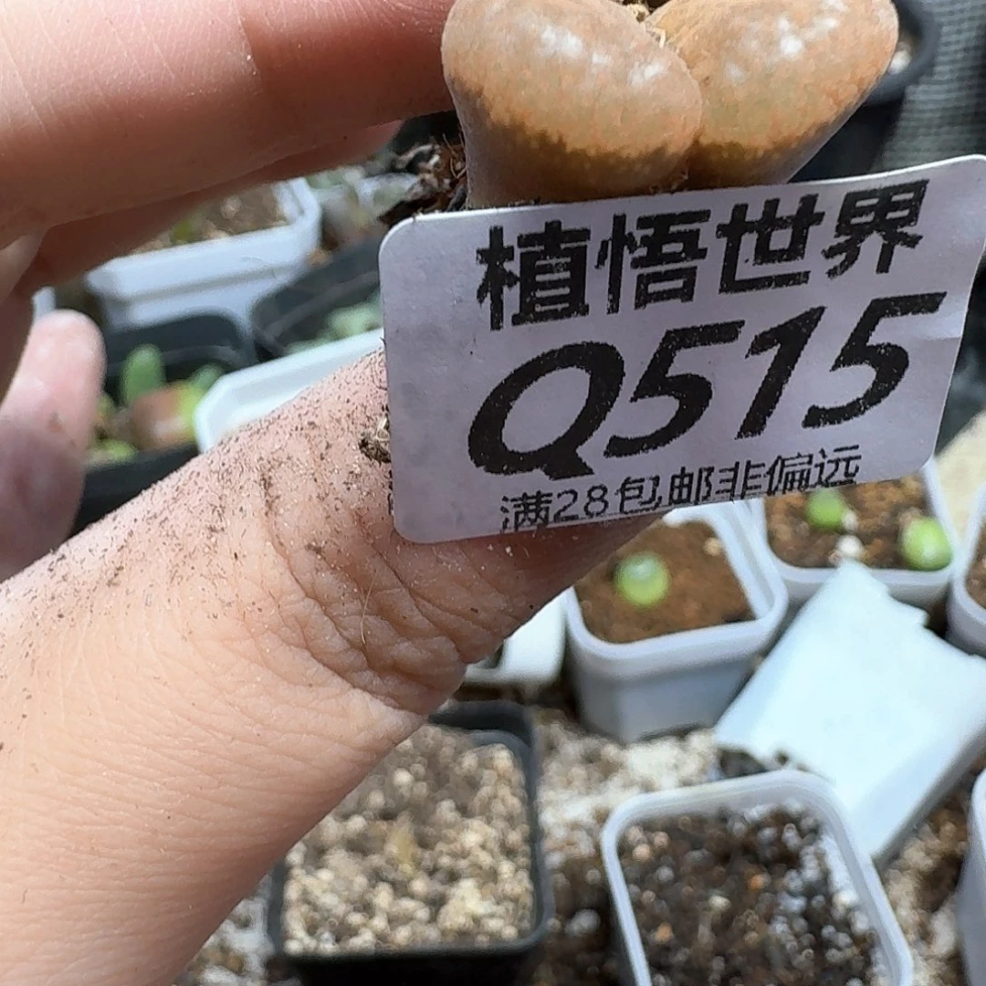 多肉植物的润hjkkk