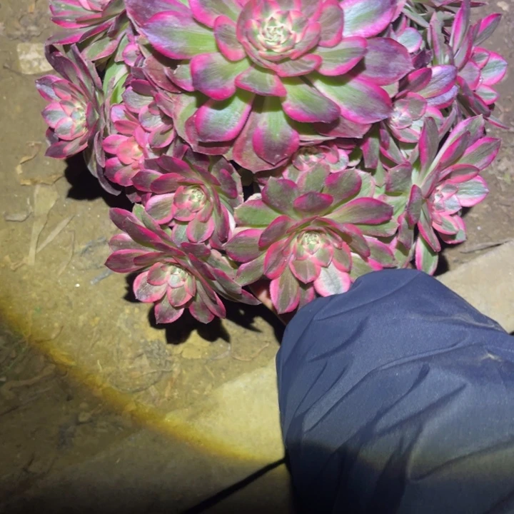 1-2-1火龙果法师锦