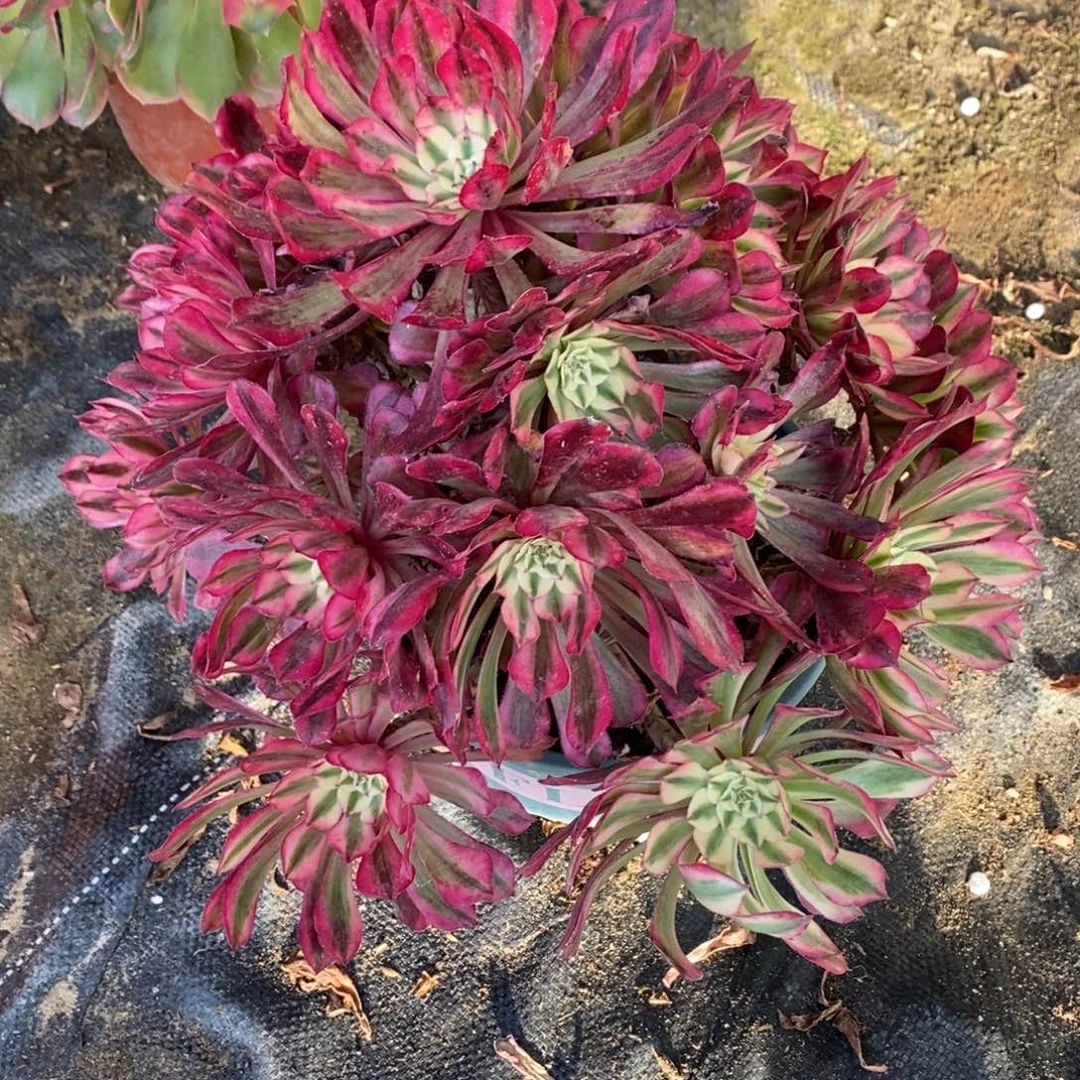 不开花植物327号红彤白多肉1颗