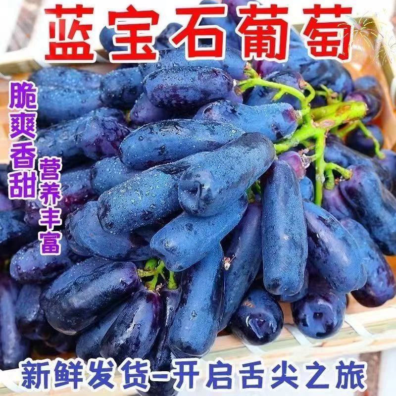 【空运直邮】云南高山蓝宝石葡萄无籽新鲜现采现摘空运直邮到家