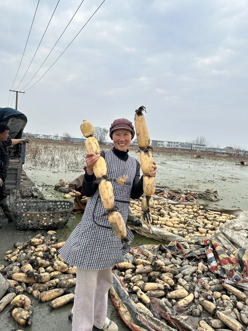 【乡村助农现挖现发】洪湖藕精品藕王新鲜蔬菜脆藕生鲜炖汤糯米藕