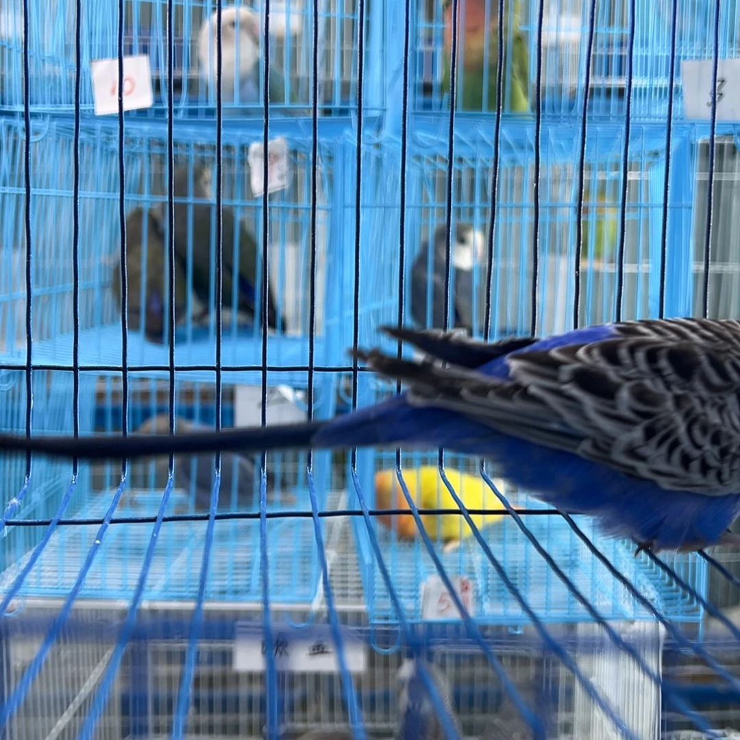 虎皮鹦鹉回来咯我哦哦