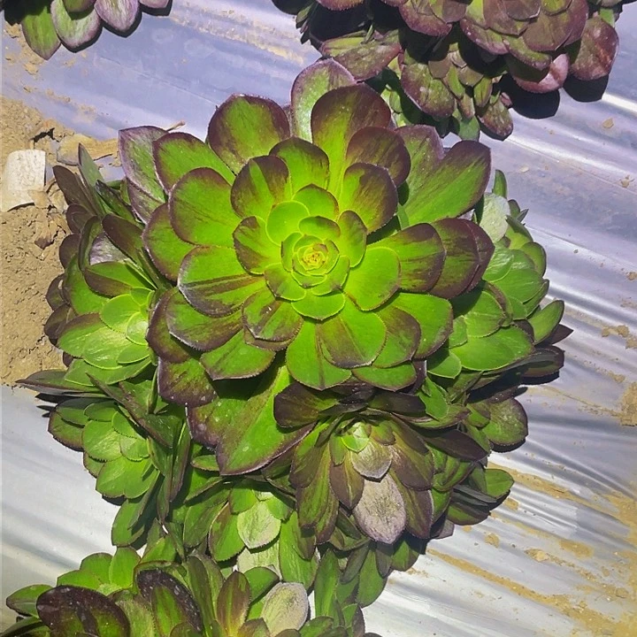 0369花月夜多肉植物