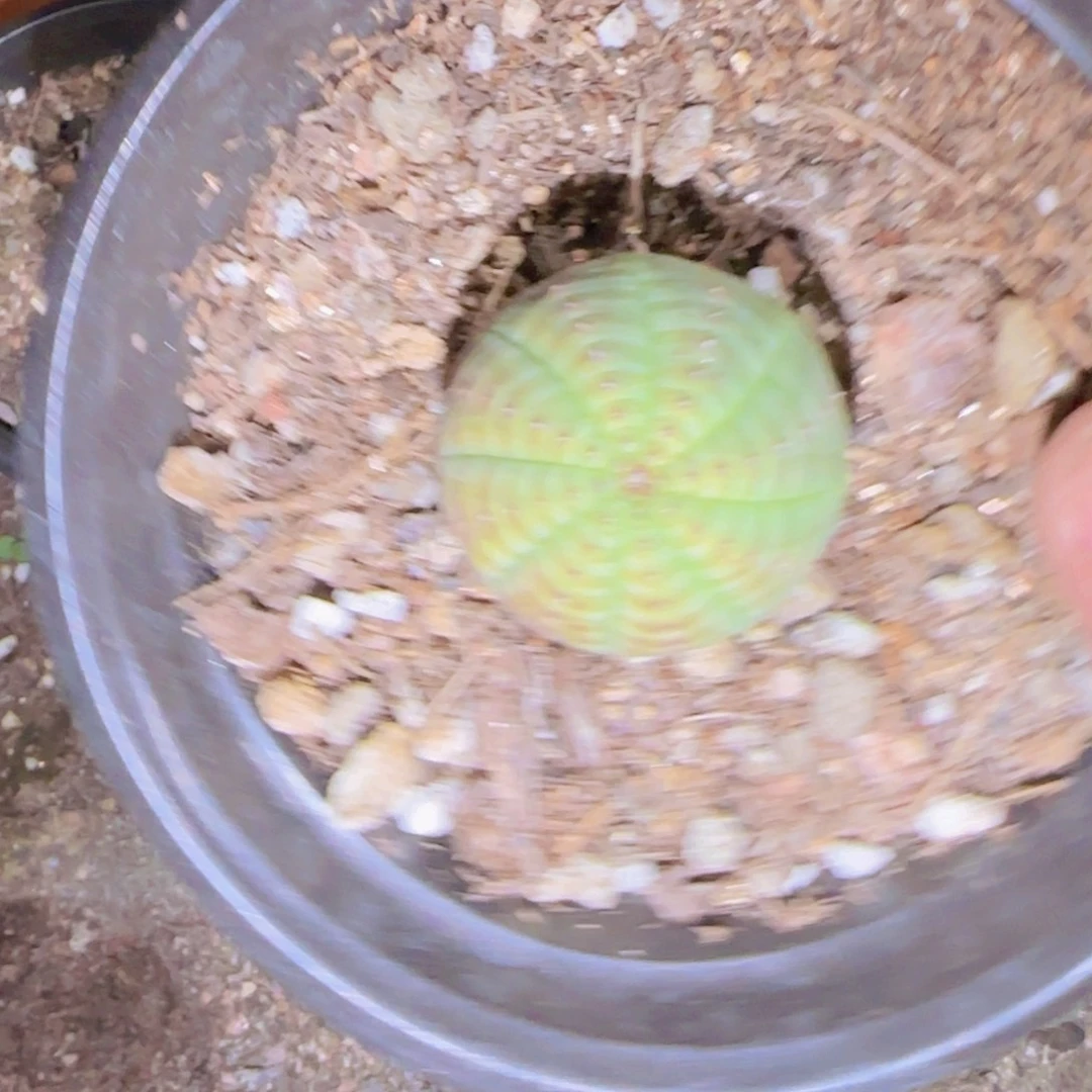 咖***命块根植物块根植物