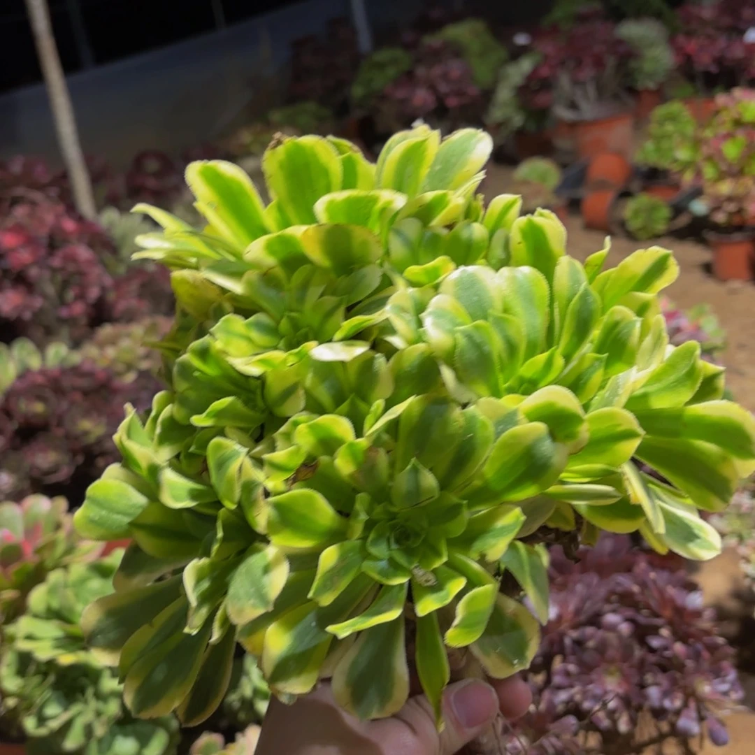 金丝翡翠9.9多肉植物