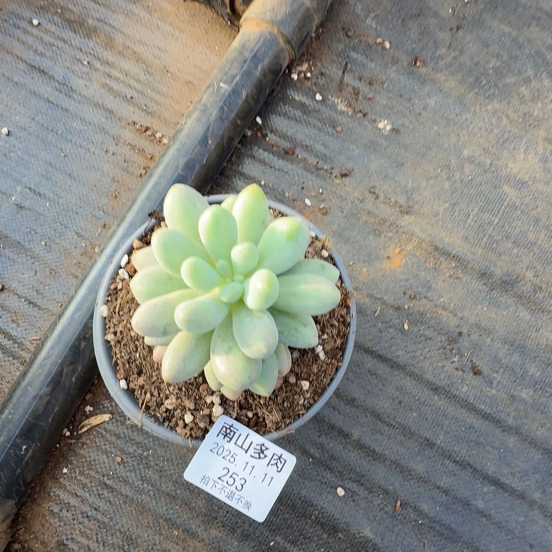 山***糠汤圆111111111-253