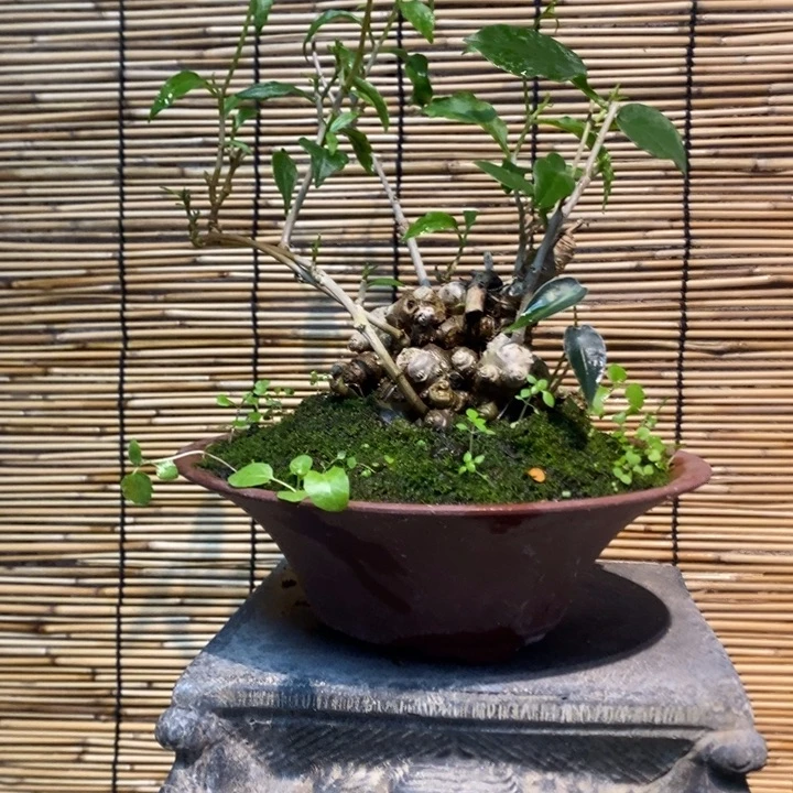 辉*退款拉黑一物一拍125