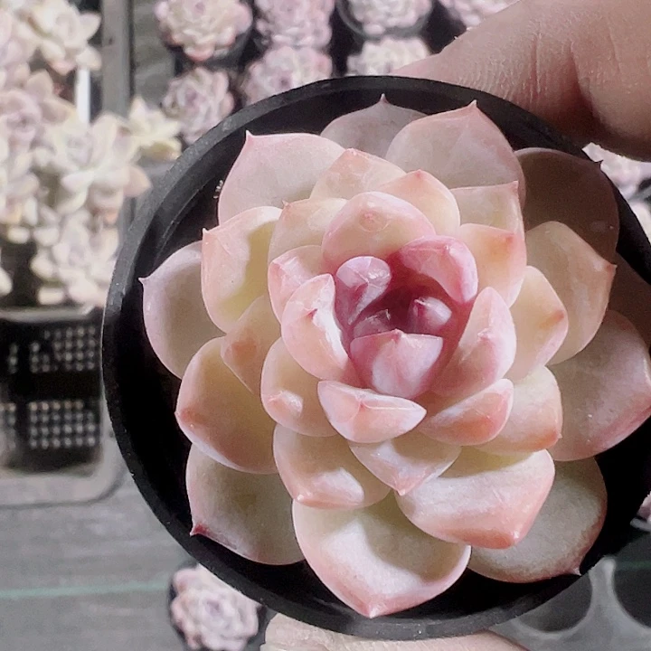 井中玉精品多肉植物大战