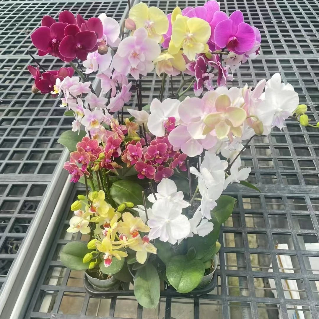 蝴蝶兰彩花带花带盆组好可用于别墅乔迁开业餐桌美化装饰