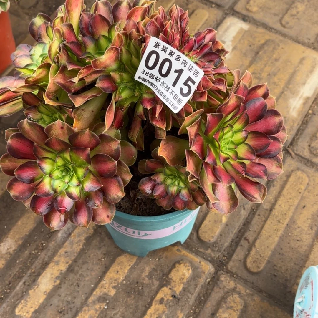 1棚法师0000015韶华缀