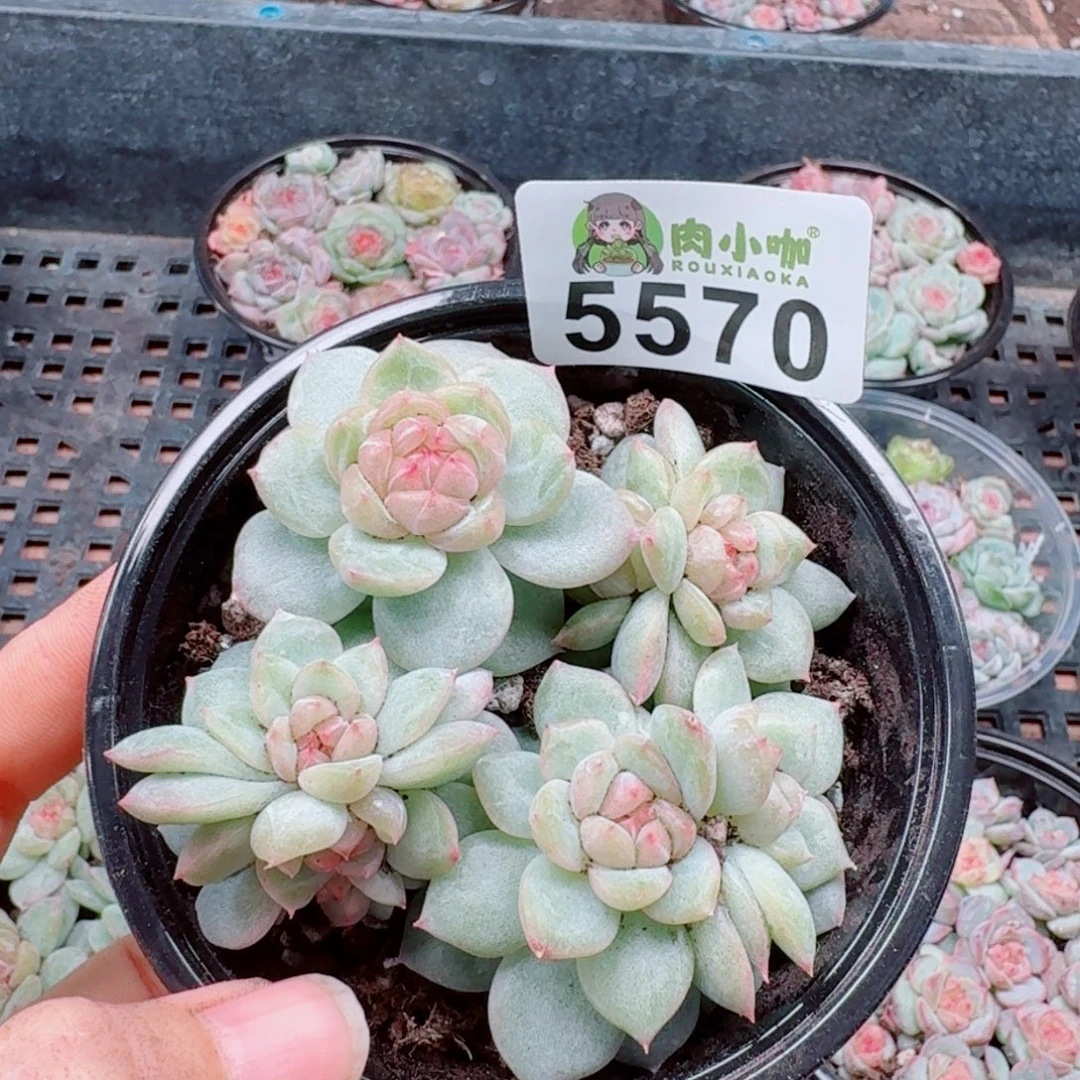 日****多肉植物多肉植物