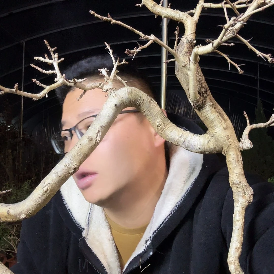 航***国当前无花朵，栽培后可花朵