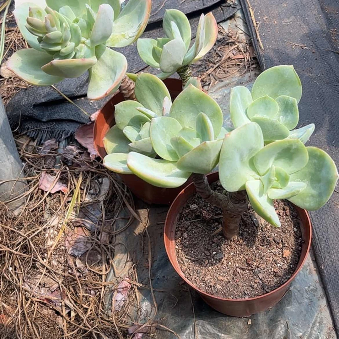 【闪购商品】无花朵岁*