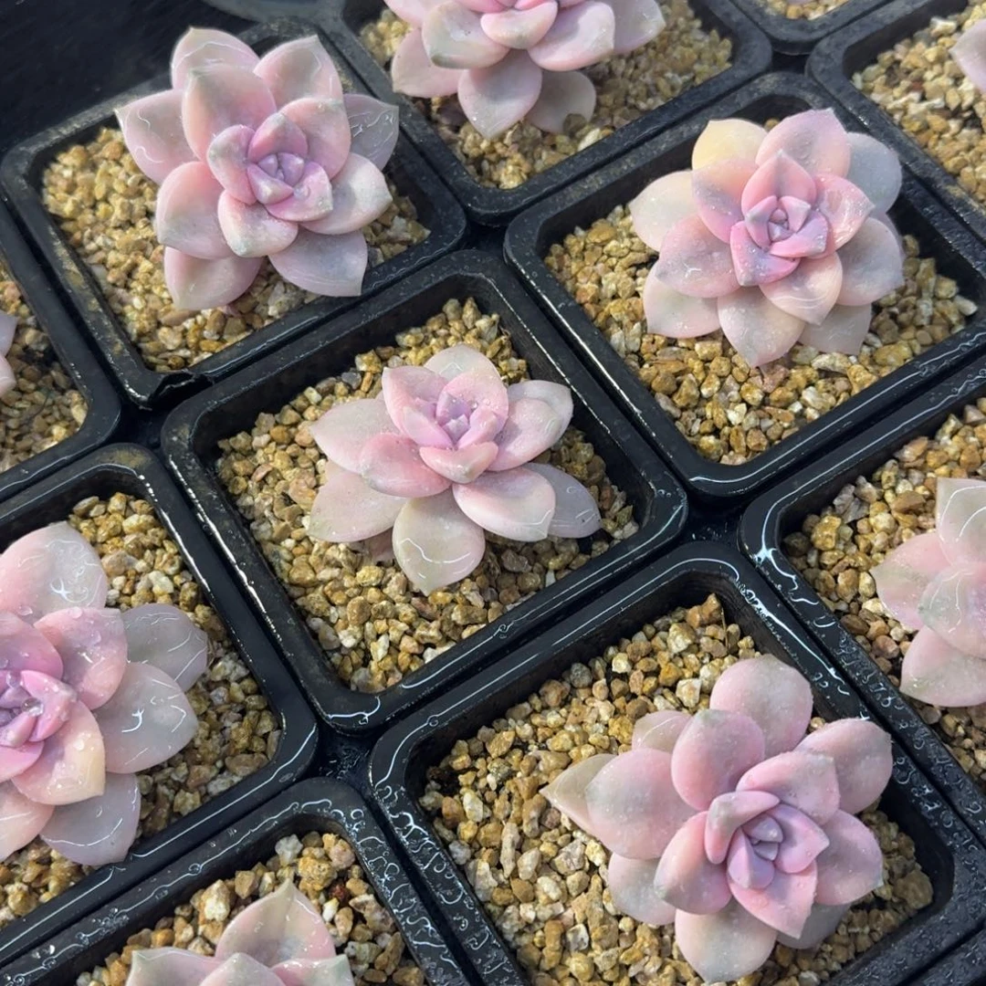 粉紫乐锦，多肉锦多肉