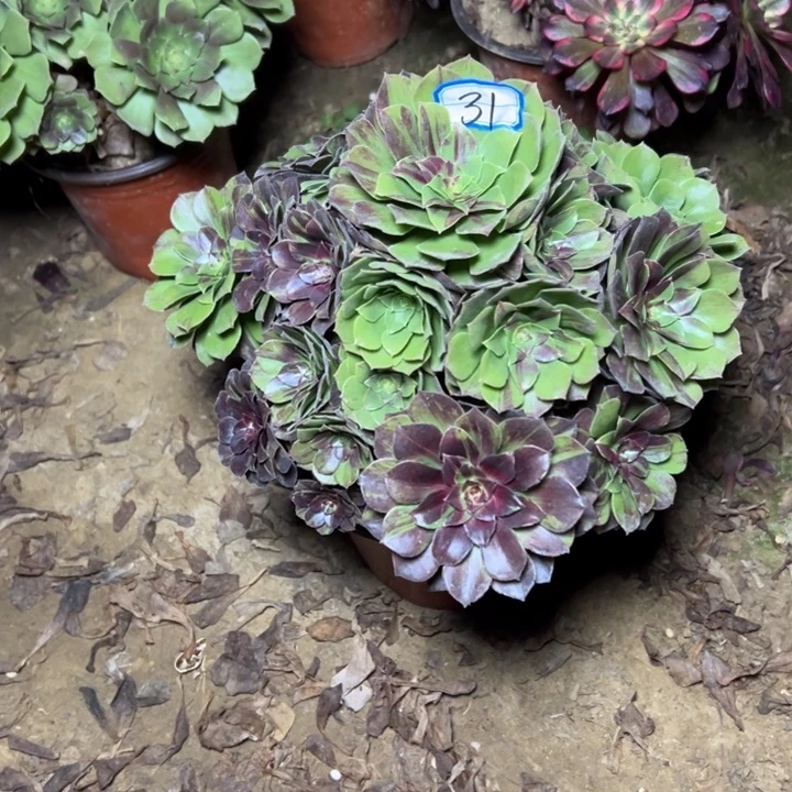 多肉植物花月夜31