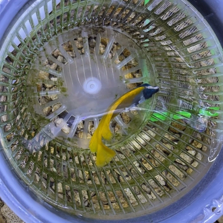 海水鱼黄狐狸一条顺丰