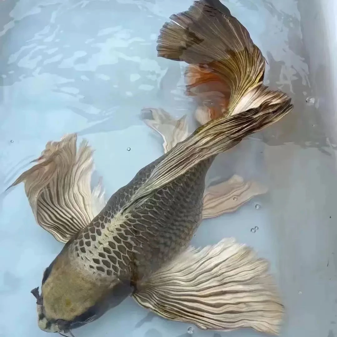 【熊猫】23-27公分台湾球体熊猫蝴蝶鲤冷水鱼观赏鱼包邮