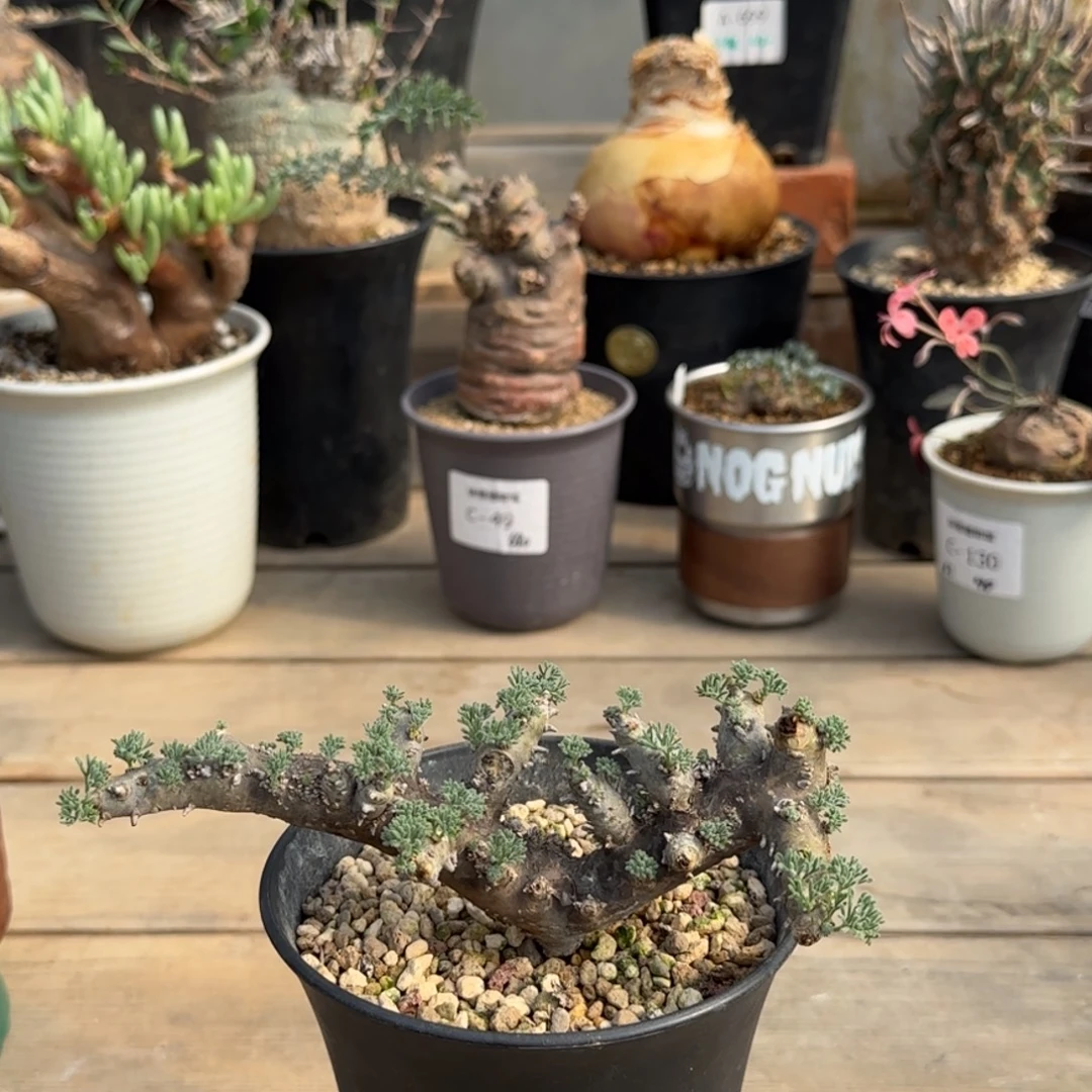 688黑皮月界不带盆