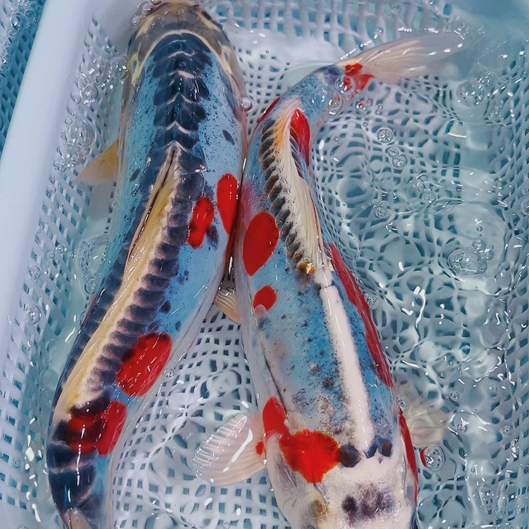 锦鲤锦鲤冷水鱼观赏122