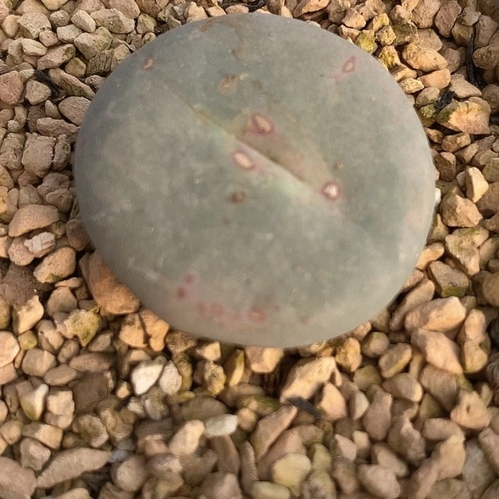 30512单头dows小红嘴一颗