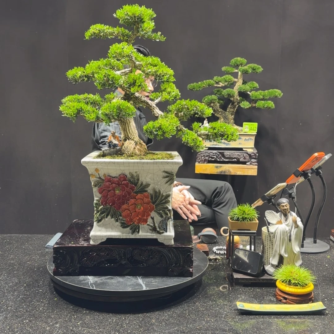 以实际为准黄杨室内室外盆景艺术