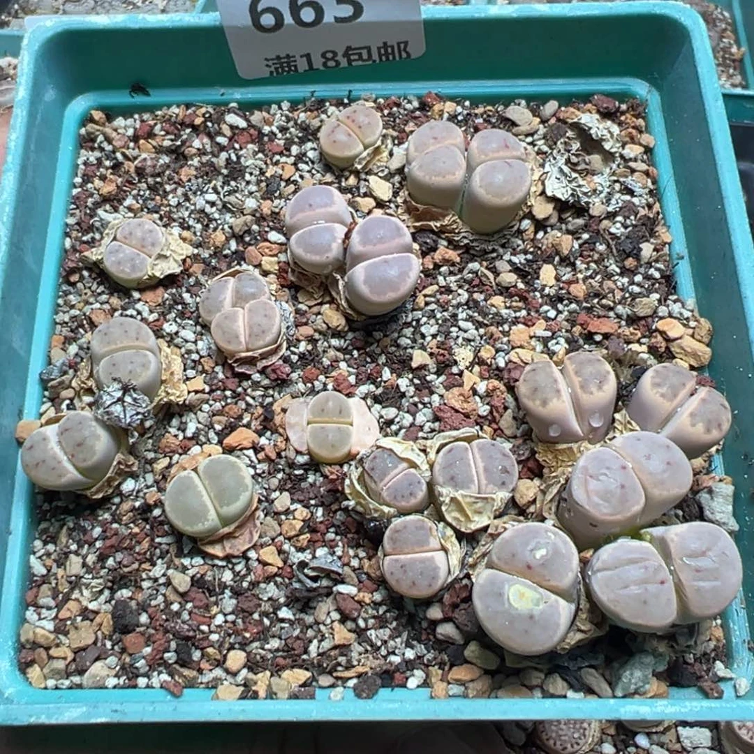 【闪购商品】 663。