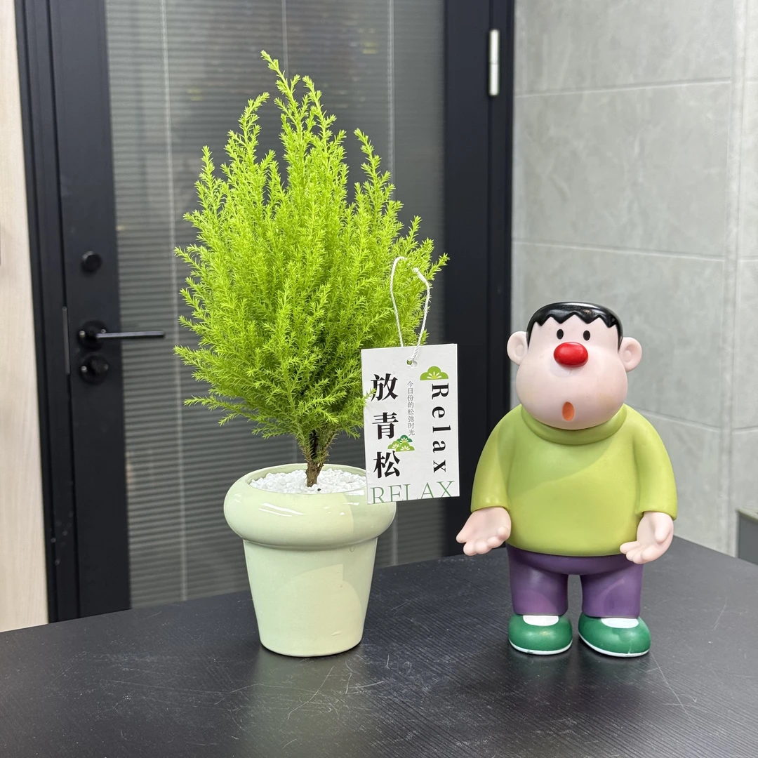 小香松绿植桌面盆栽防辐射净化空气四季常青圣诞树花卉