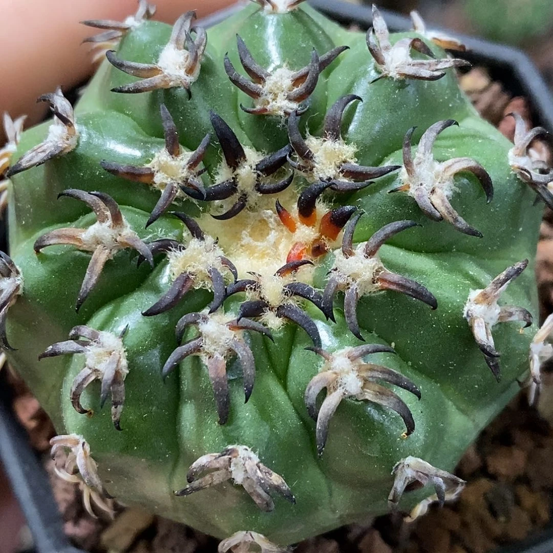 孤品实生特选株铃木黑粗刺猫爪圆盘玉5.4cm