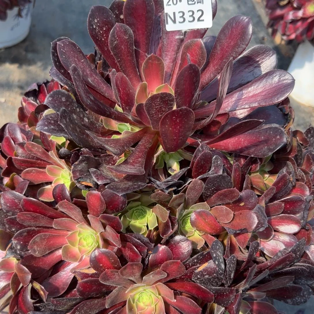 悠**鱼332尼娜皇后，多肉法师