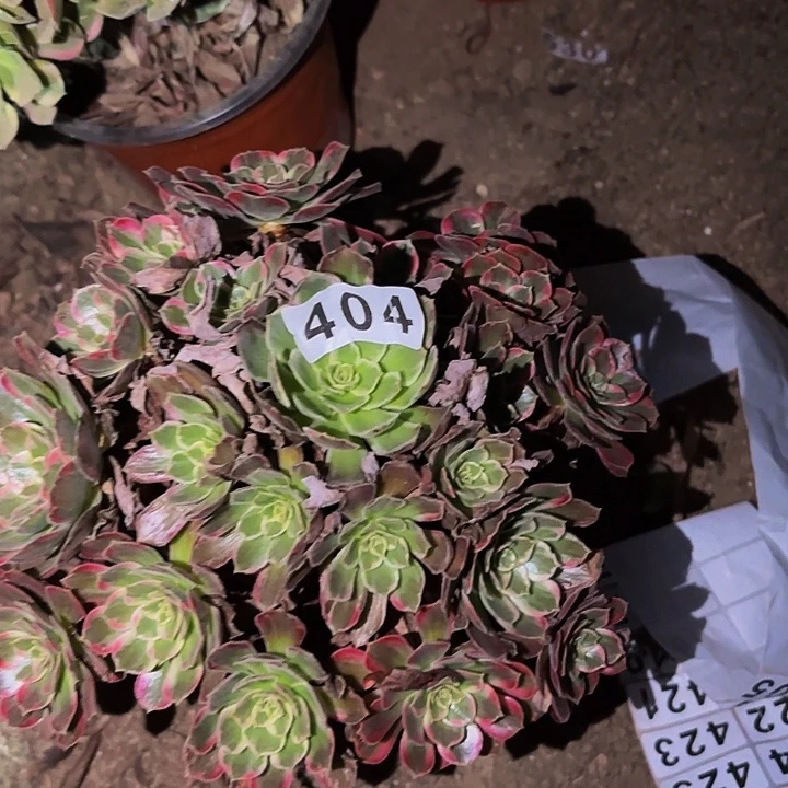 404水果糖多肉植物不售后