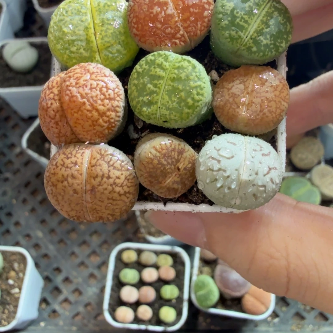 猫***～多肉葡萄的季节性好204