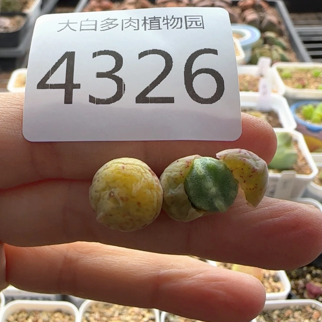 王****的大白多肉植物4326