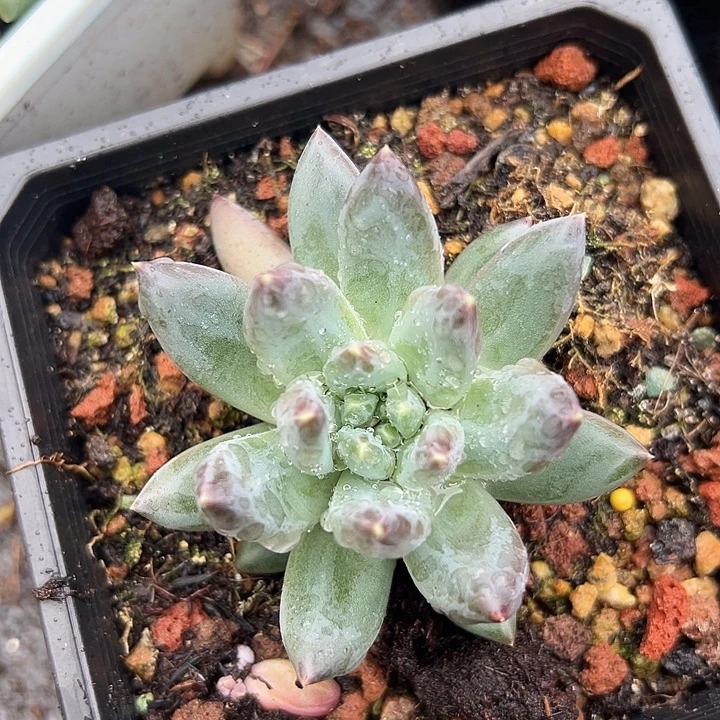 美人系列美人一物一拍