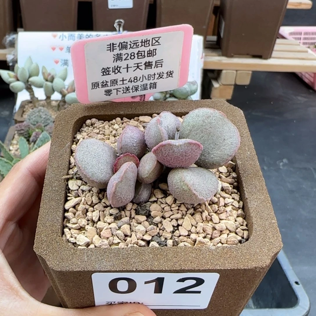 012暖阳多肉植物