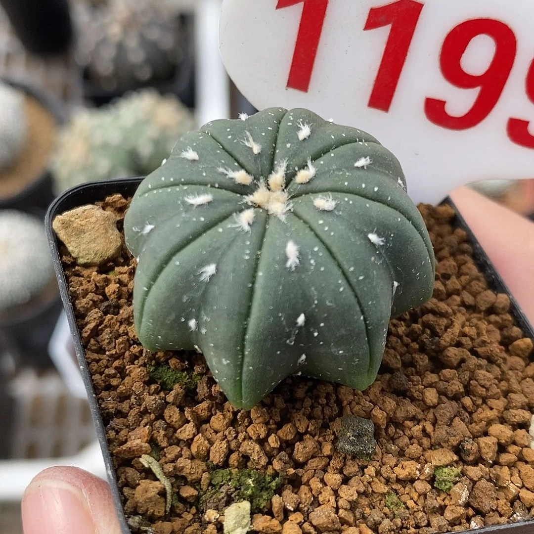 1199琉璃指纹系列产品