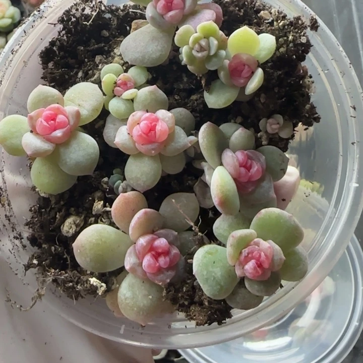 76号绝绝子多肉一盘