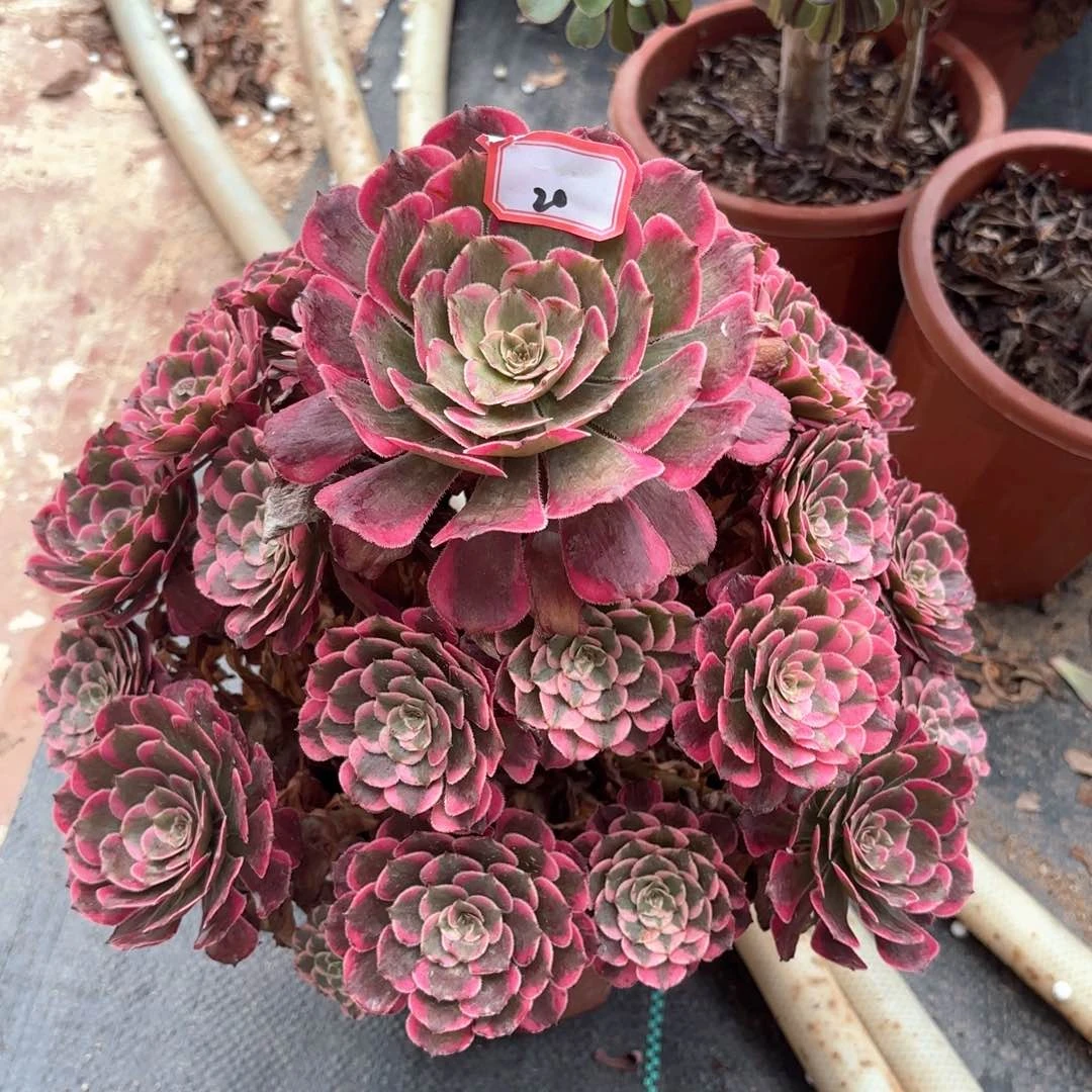 无花朵壮*妈20霁月多肉植物