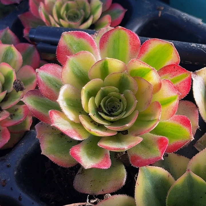 万白带土球5公分满9.9包邮