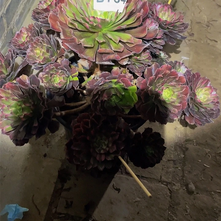 多肉法师734号玲珑大号发货不包损