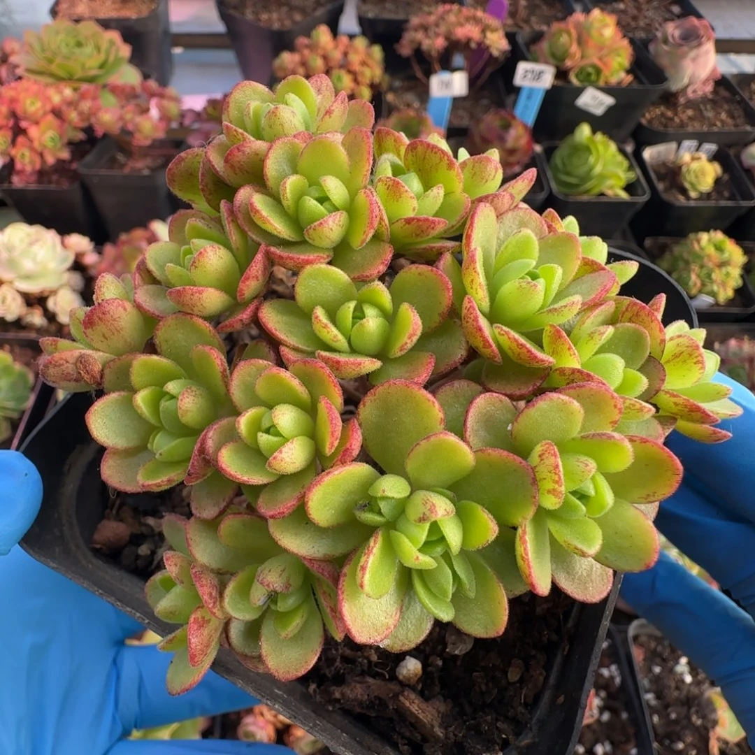 L643半城橄榄系列蜜球不含盆土