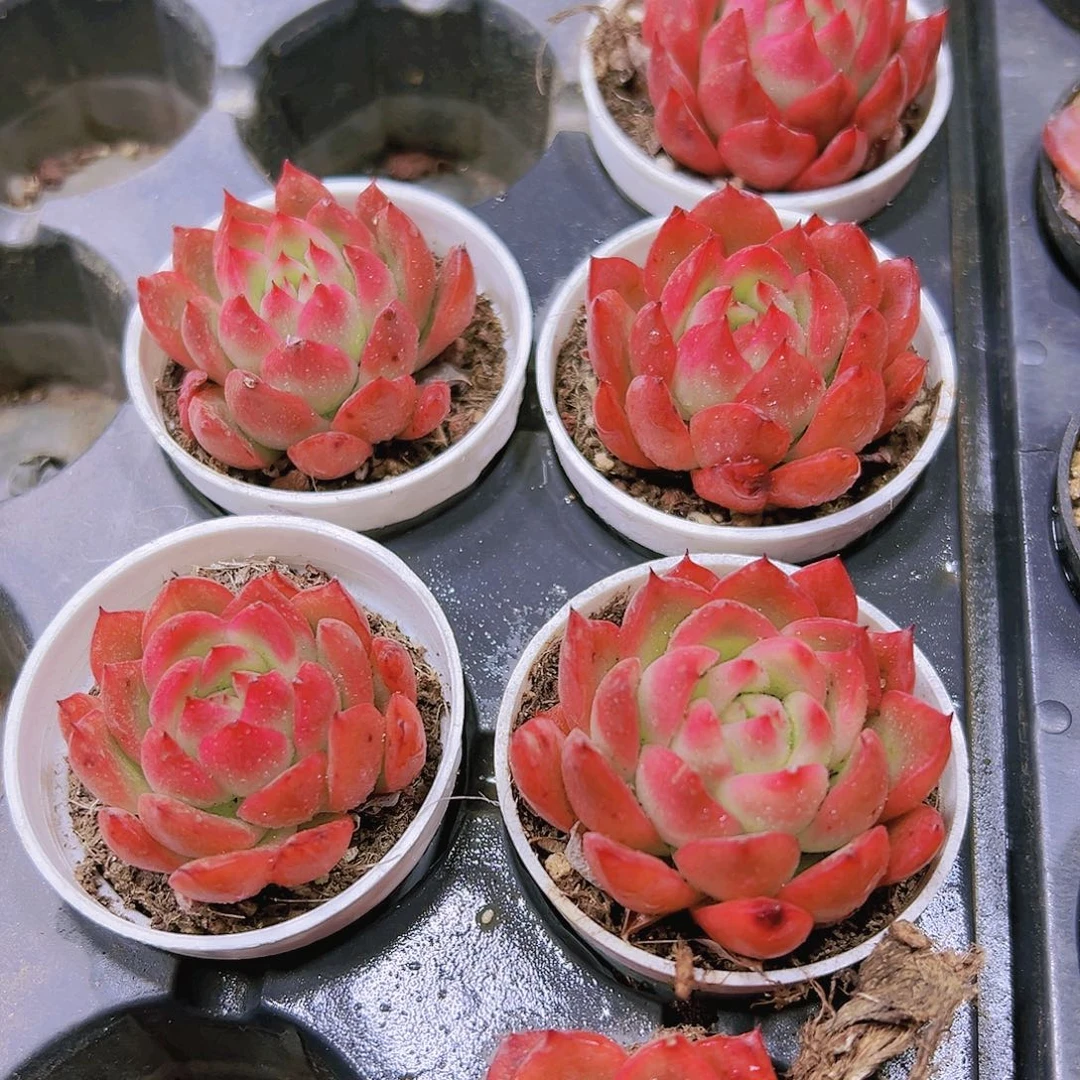 红樱桃19包邮多肉