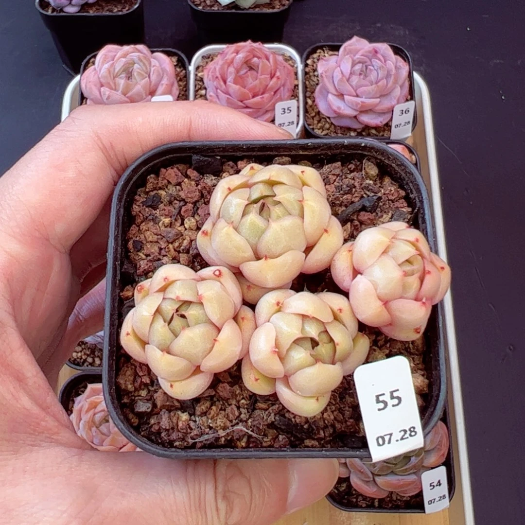 用****莱拉珍妮55、哈哈哈哈哈