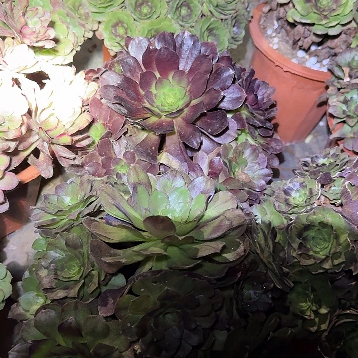 精品老桩组合2颗法师不同品种，最后面的46