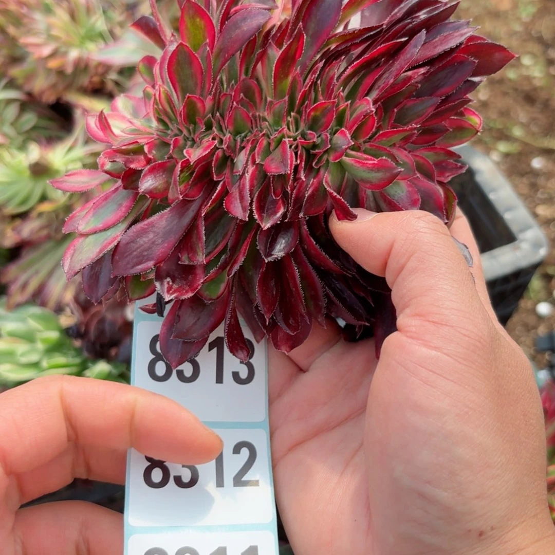 我，8311 号多肉法师新年特价没有根