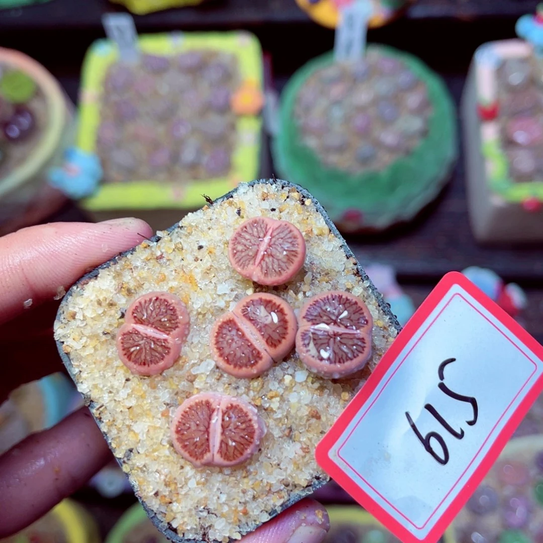 615生石花带盆发1