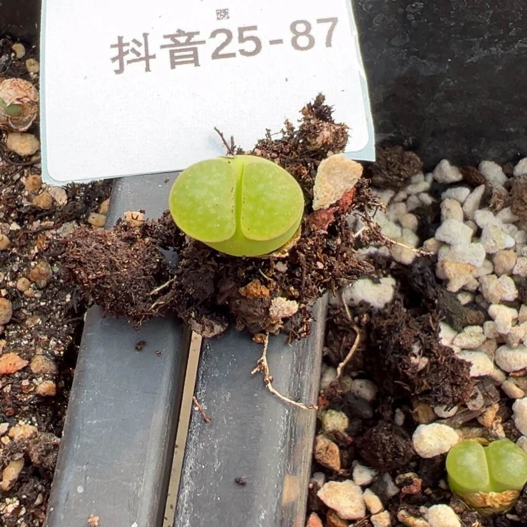 25-87量拍班克雪花磁铁风铃4颗