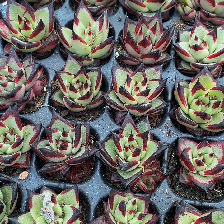 小乌木1元带土发